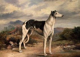 A Greyhound in a hilly landscape