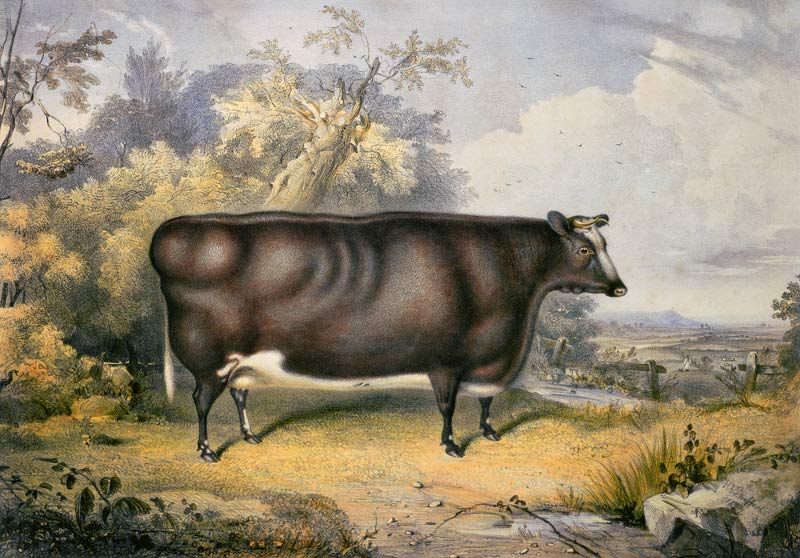 The Cottesmore Prize Heifer, 1837 (after Henry Strafford from James William Giles