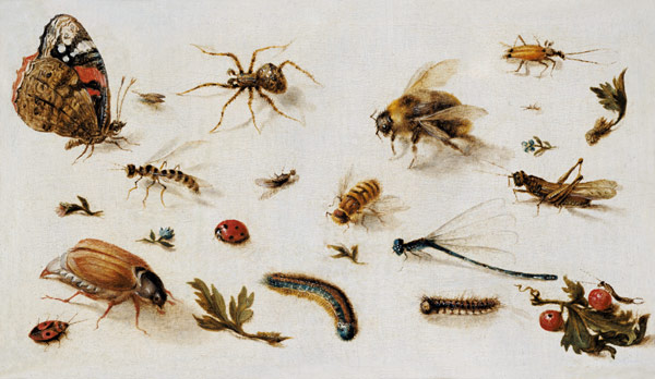 A Study of Insects from Jan Brueghel d. J.