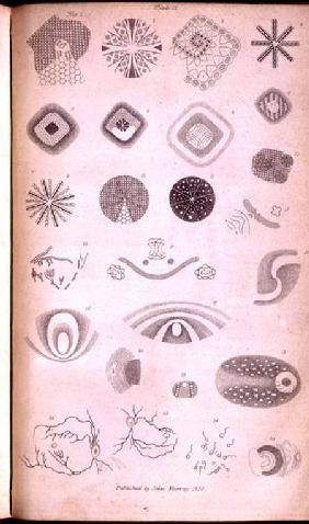 Plate II from 'Contributions of the physiology of vision No. I', published in the Journal of the Roy