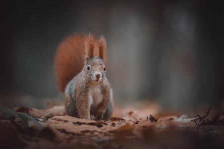 Das Rote Eichhörnchen (Sciurus vulgaris)