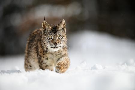 Eurasischer Luchs (Lynx lynx)