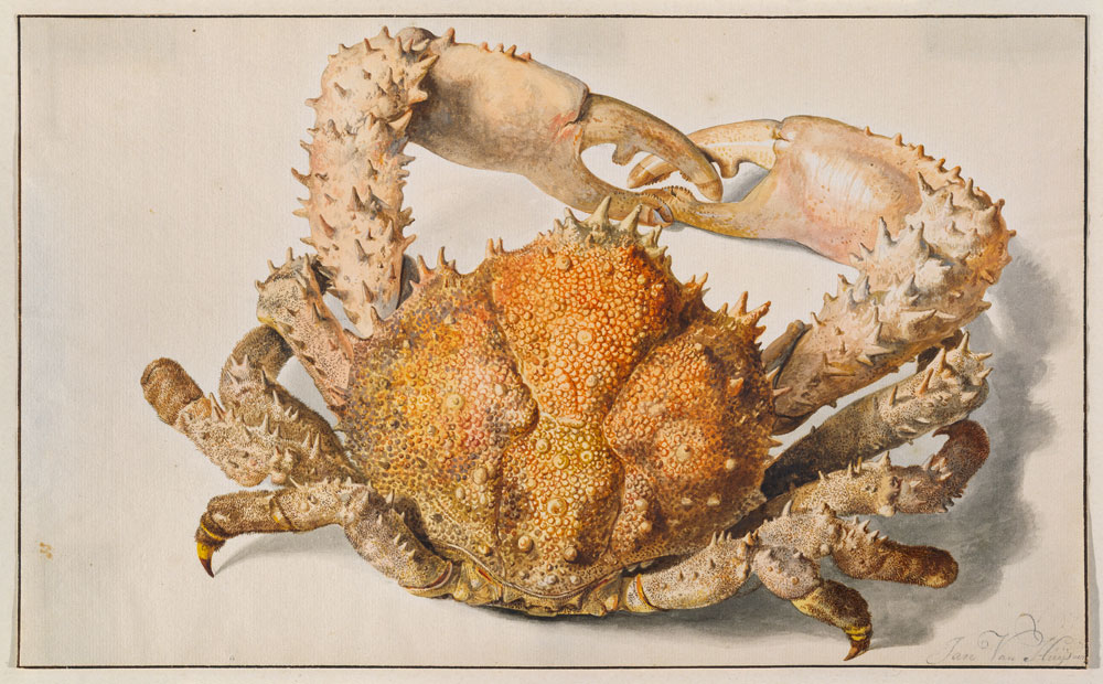 Eine Krabbe. from Jan van Huysum