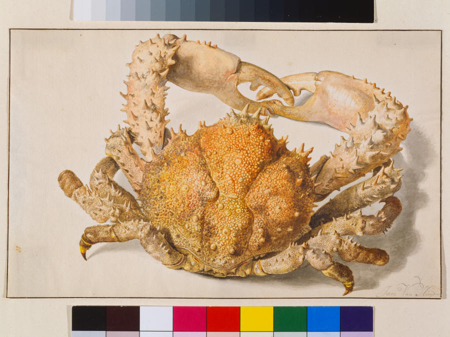Eine Krabbe from Jan van Huysum