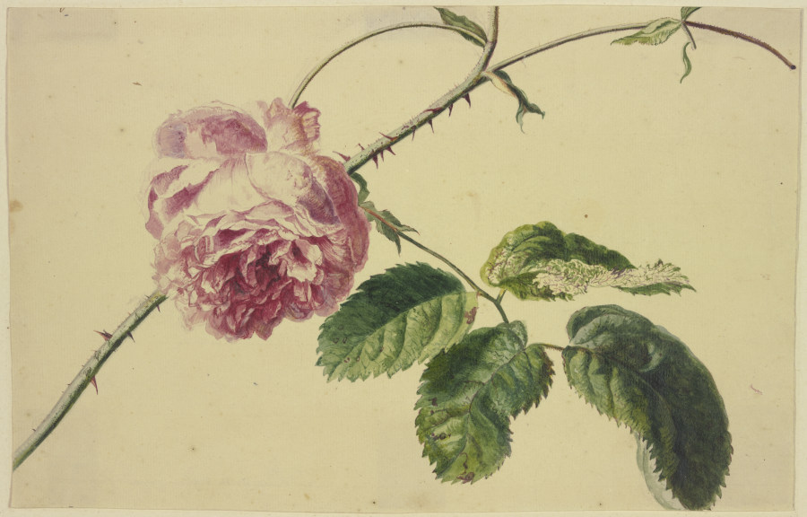 Eine Rose from Jan van Huysum