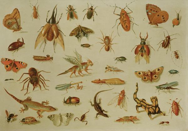 Insekten und Reptilien