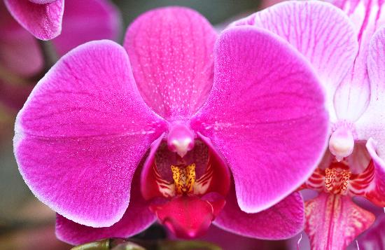 Orchideen-Schau im Botanischen Garten from Jan Woitas