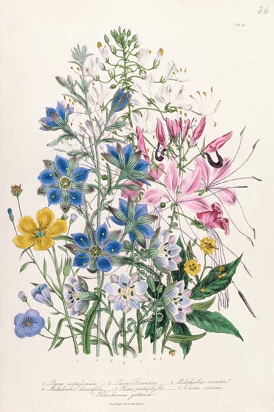 Cornflower, plate 15 from 'The Ladies' Flower Garden' from Jane Loudon