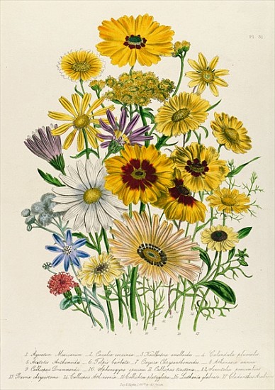 Daisies, plate 31 from ''The Ladies'' Flower Garden'', published 1842 from Jane Loudon