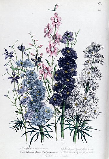 Delphiniums, plate 3 from ''The Ladies'' Flower Garden'', published 1842 from Jane Loudon