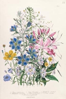 Cornflower, plate 15 from 'The Ladies' Flower Garden'