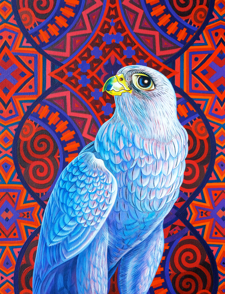 Grey falcon from Jane Tattersfield