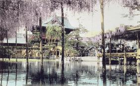 Wisteria blossom over the pond in the Kameido Temple Gardens, Tokyo, late 19th century (hand coloure
