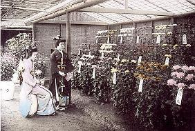 A rich display of chrysanthemums, 1905 (hand coloured photo)