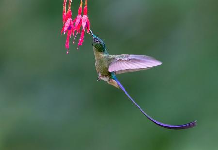 Kolibri Veilchenschwanzsylphe