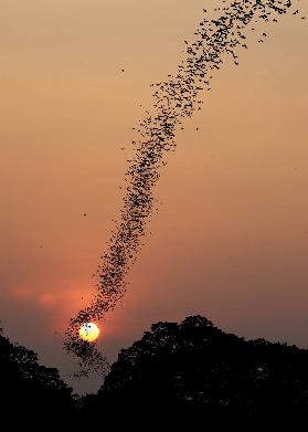 Bat swarm at sunset