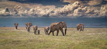 Amboseli-Wunderland