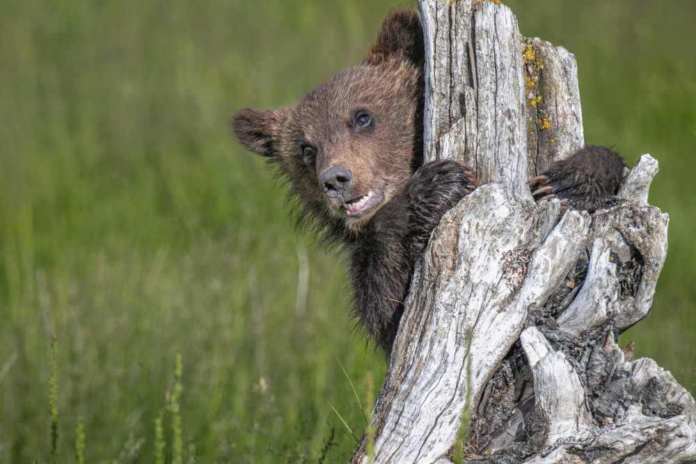 Das entzückende Grizzlybärenjunges from Jeffrey C. Sink