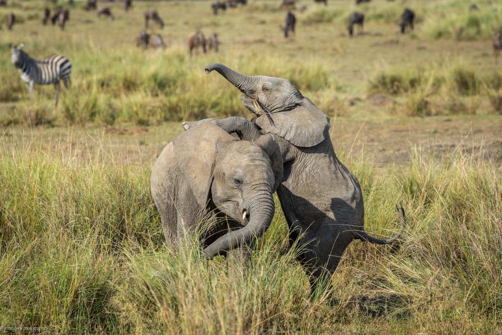 Juvenile horseplay for elephants from Jeffrey C. Sink