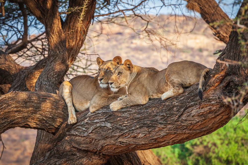 Löwen können nicht auf Bäume klettern from Jeffrey C. Sink