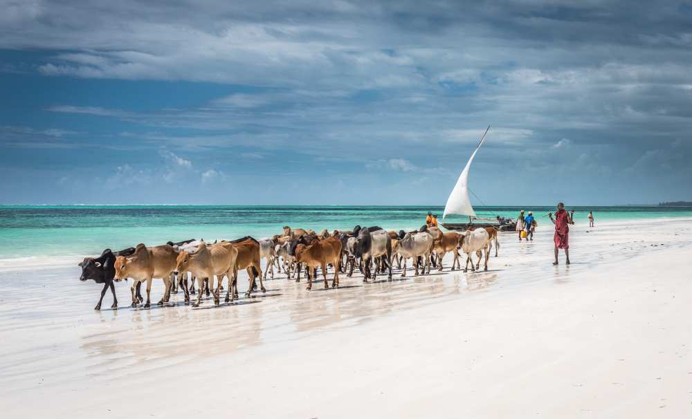 Masai cattle on Zanzibar beach from Jeffrey C. Sink