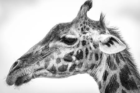 Massai-Giraffe