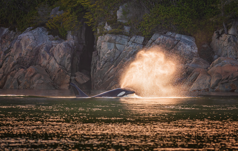 Orca bei Sonnenuntergang from Jeffrey C. Sink