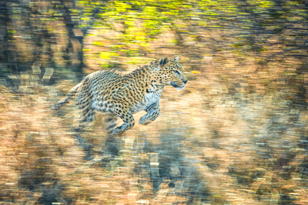 Schwenkender Leopard from Jeffrey C. Sink
