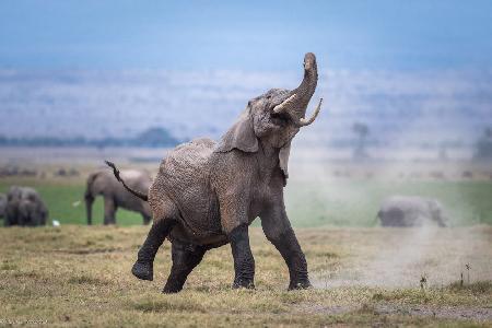 Tanzender Elefant