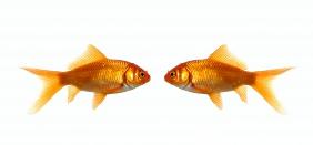 Two fish looking at each other