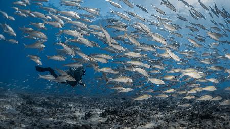 Sei (wieder) ein Fisch