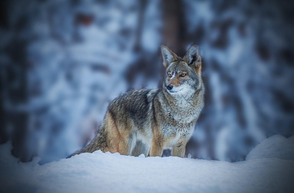 Kojote im Winter from Jenny Qiu