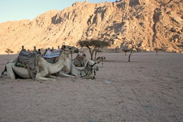 Kamele in der Wüste from Jenny Sturm