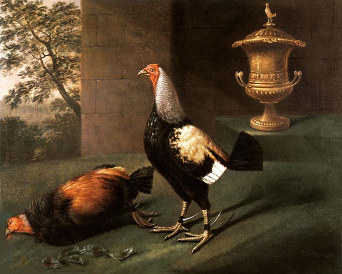 Portrait of `Phenomenon', the silver-laced bantam wearing spurs and standing over his victim from J.F. Wilson