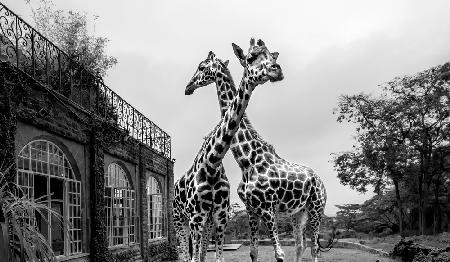 Das Girafferaffe-Herrenhaus
