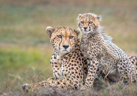 Gepard und Jungtier
