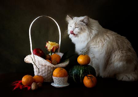 Katze und Obst