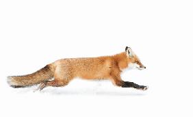 Fox on the run - Algonquin Park