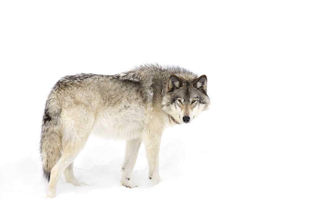 Kanadischer Holzwolf, der durch den Schnee geht from Jim Cumming