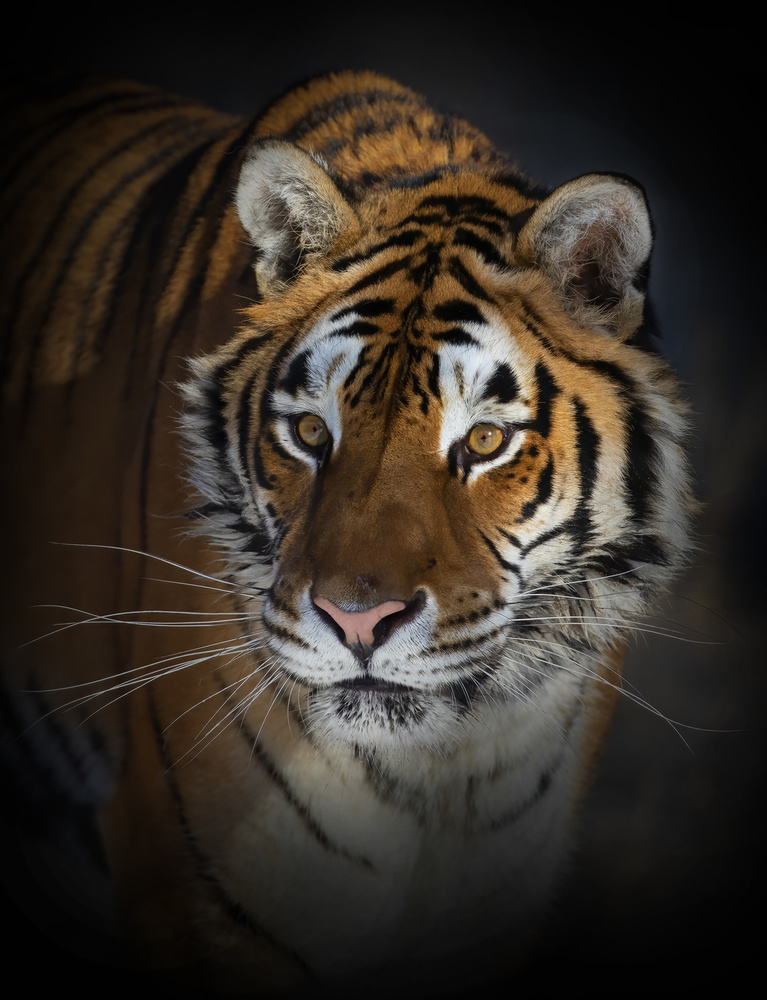 Porträt eines Sibirischen Tigers from Jim Cumming