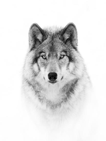 Porträt eines Timberwolfs