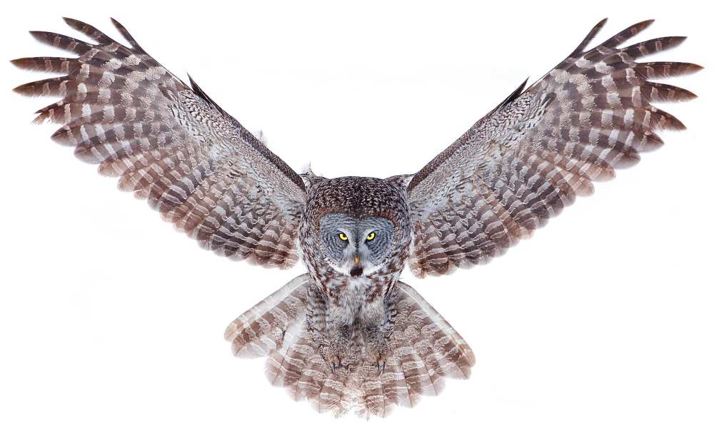 Power - Great Grey Owl from Jim Cumming