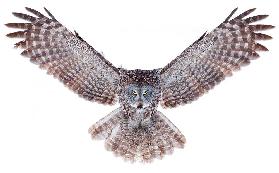 Power - Great Grey Owl