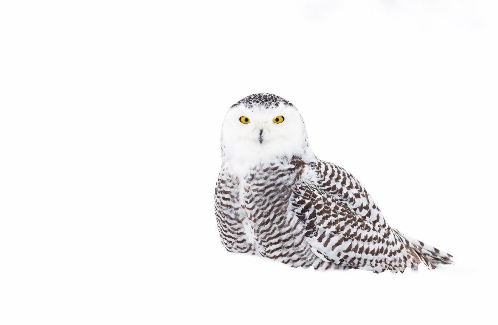 Snowy Owl in winter snow from Jim Cumming