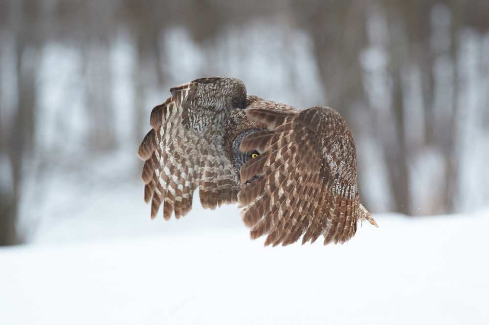 Great Grey Owl from Jim Luo