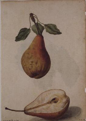 Pear: Pyrus communis