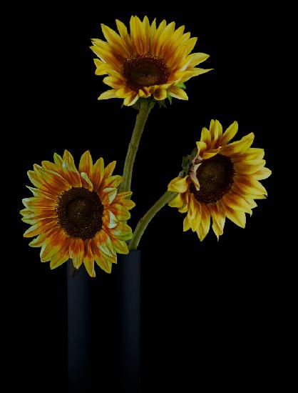 Sonnenblumen im Schatten