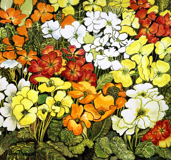 Primrose Border, white, yellow, orange and red primroses from Joan  Thewsey