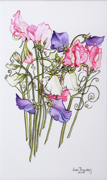 Ten Sweet Peas with Tendrils from Joan  Thewsey