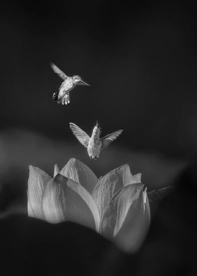 Kolibris kämpfen um Lotusblume